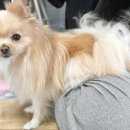 방어진 행복한 동물병원 이미지