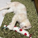 오무행 | 고양이 캣닢쿠션, 고양이 장난감, 오무 딸기캣쿠 내돈내산 솔직후기