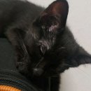 청평동물병원 | 청평고양이파양 보호소 확인!