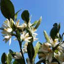 꽃밭에서 이미지