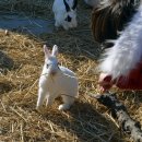 참소목장 이미지