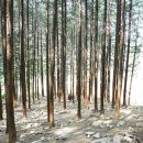 ﻿피톤치드 향 온몸 감싸는‘치유의 숲’ 이미지