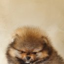 골든캐슬 쇼룸 이미지