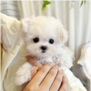 아이러브멍 | 수원 매탄동 강아지분양 아이러브독 수원점 고민하다가 결국 다녀온 후기임