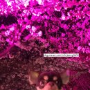 누가꽃이개 이미지