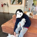 양코치 애견카페 이미지