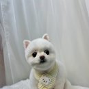 도도그루밍 이미지