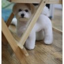 펫살롱 귀요미 이미지