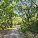 송정메타세콰이어길 이미지