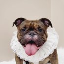 그레이스그루밍 이미지