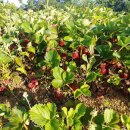 수재농장 이미지