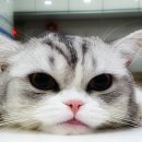 로이종합동물병원 이미지