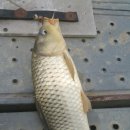 칠리제 낚시터 이미지