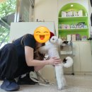 A dog's (어독스) | 부천 강아지미용 아워퍼피 후기｜사랑이 예쁘게 변신했어요 🐶| Dog Grooming in Korea