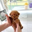 허니퍼피 이미지