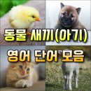 퍼피 베어(PUPPY-BEAR) 이미지