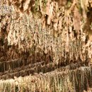 호탄영농조합법인 이미지