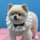 슈블리펫살롱 이미지