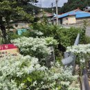 안희중 효자정문 이미지