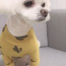 꽃남아 사랑해 이미지