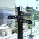 꽃도야지