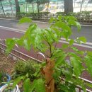 행복나무 이미지