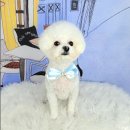 포미펫샵 이미지