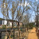 양지천 마평동 이미지