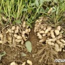 땅콩축산 이미지