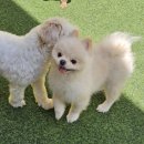 스토리멍 여수애견호텔/여수애견유치원 이미지