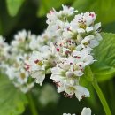 메밀꽃마을 이미지