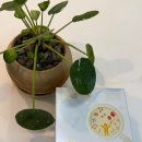 구리함소아한의원 | 성장기 어린이 활력 충전 - 함소아 닥터 비타민젤리스틱 튼튼쑥쑥 미네랄 10종 후기