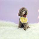 나무동물병원 이미지