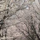 낙동강변10 | 부산 아이와 함께 벚꽃 봄나들이 다녀온 솔직 후기 부산 강서 낙동강변 30리 벚꽃길