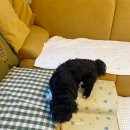 밍글몽글 이미지