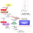 활성산소 superoxide anion, H2O2, hydorxyl radical 이미지