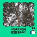 군포역1길 | 위험목제거업체 안전한 벌목 후기