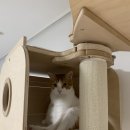 뚱냥이네 | 뚱냥이를 위한 BPF 캣폴 내돈내산 후기