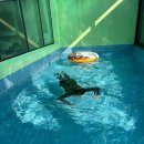 11545-10-28-32 | 경주여행 온수풀 가성비 독채풀빌라 개별수영장 로투스28풀빌라 B동 내돈내산 솔직후기