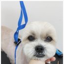 굿데이멍 이미지