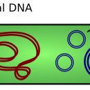 플라스미드(PLASMID)