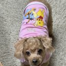 오댕펫살롱 이미지