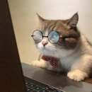 914 | 샤넬 립밤 914 내츄럴참 사용후기 (웜톤추천립)