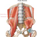 자세분석과 근육평가 (전경골근 tibialis anterior ,요근 psoas) 이미지