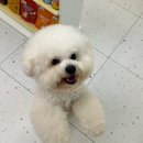 멍멍부띠끄 이미지