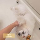 릴리 펫스파 이미지