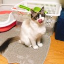 올펫 동물병원 이미지