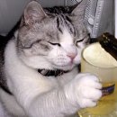 후꾸짱