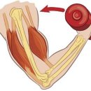 근육다짐 이미지