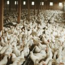 인제양계 이미지